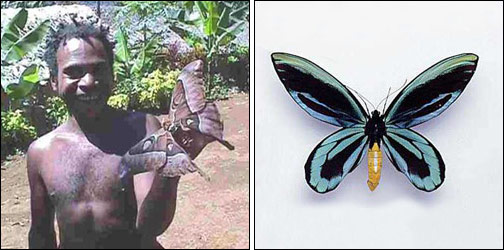 Queen Alexandra's Birdwing