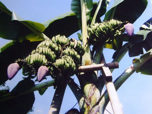 Pisang-aneh-bertanda-tiga-gegerkan-Banja
