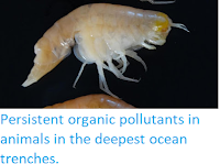 https://sciencythoughts.blogspot.com/2017/02/persistent-organic-pollutants-in.html