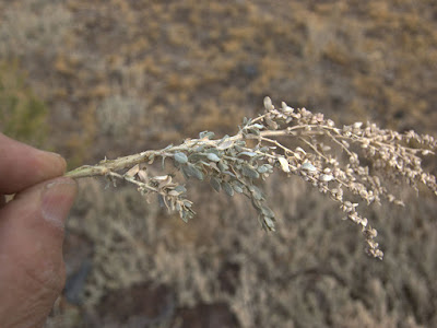 Atriplex boecheri