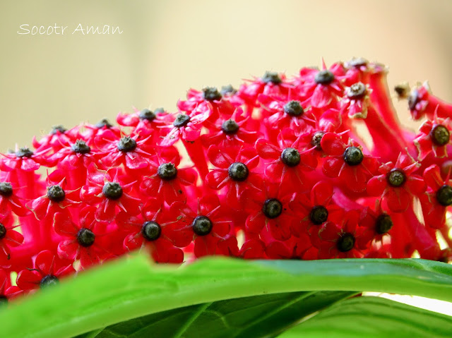 Phytolacca japonica