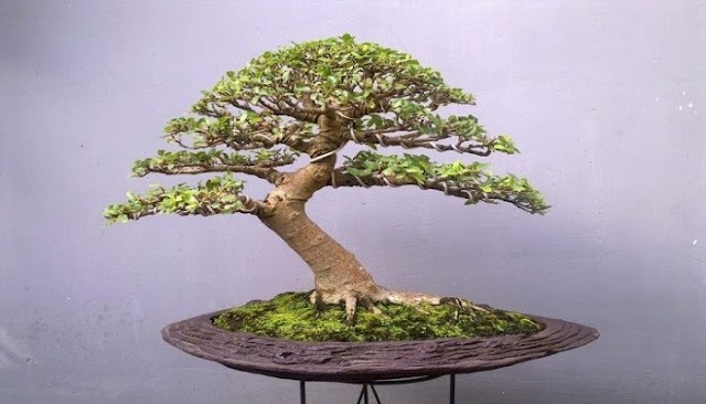 Bonsai,Seni Miniatur Tanaman