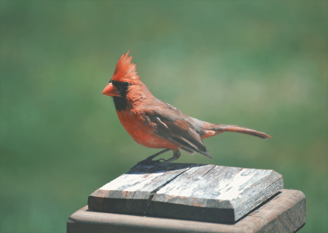 The Flying Clubhouse: Afternoon - Cardinal