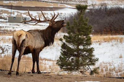 Bull Elk, Regency at Montaine