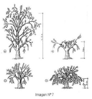 permacultura y bosques comestibles