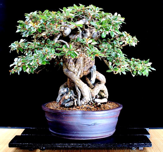 Gambar Bonsai Kiperak/Silverberry