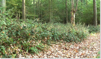 IMGA0957