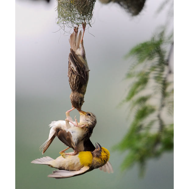 Picture of the Day - birds chain strike