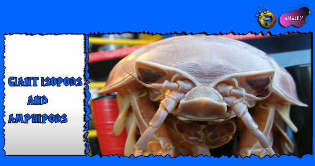 giant isopods and amphipods