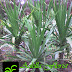 JUAL POHON PANDAN BALI & PANDAN BALI CABANG MURAH | CABBAGE PALM | TANAMAN HIAS