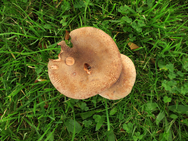 Top view of toadstool A. 11th September 2020.