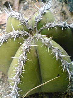 Pachycereus marginatus, organo, cactus