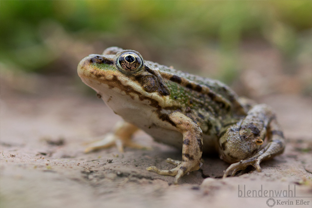 Seefrosch - Pelophylax ridibundus