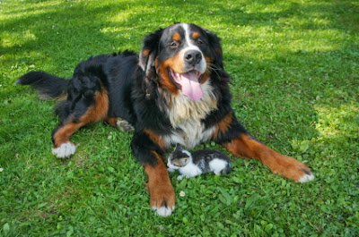 Bernese Mountain Working Dog