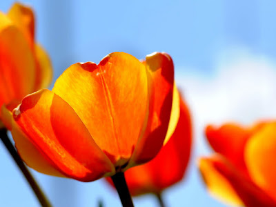 fotos de tulipanes naranjas