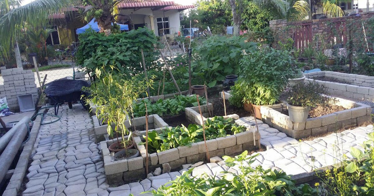 AKU dan SEGALANYA: Aktiviti Kebun Terkini: Kebun Sayur 