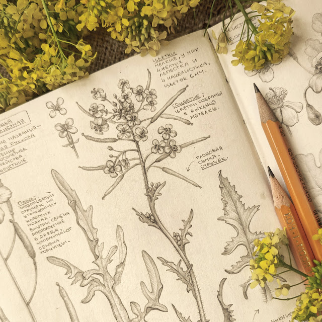 Sisymbrium altissimum: field wild plant, botanical pencil sketch, floral art, sketchbook collection, botanical illustration