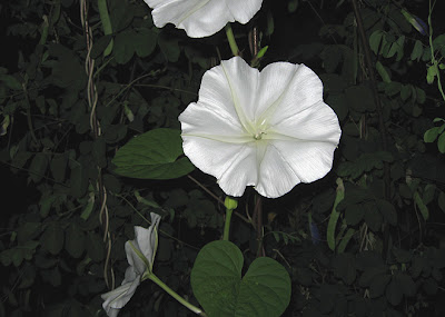 Annieinaustin,moon vine bloom moonvine