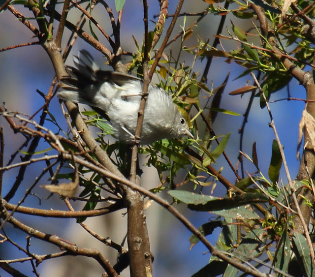 Chestnut-sided Warbler, Carlsbad, California