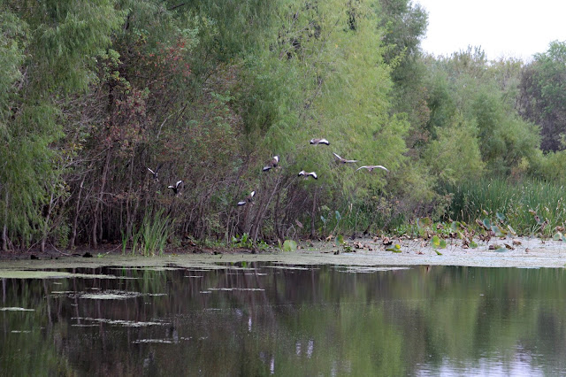 Whistling Ducks at Elm Lake-Brazos Bend State Park, Needville, Texas