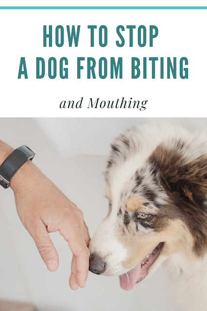 How to Stop a Puppy from Biting