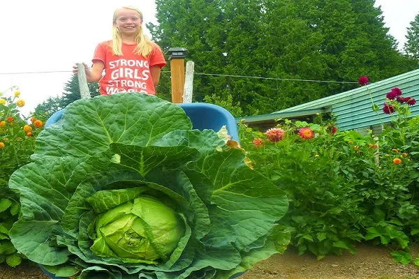 How to grow cabbage giant size ?