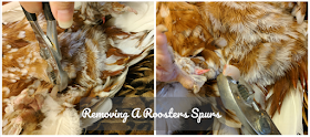 Removing a roosters spurs
