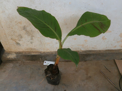 buah pisang pisang tanduk unggul bibit pisang tanduk jual bibit pisang tanduk tanaman pisang tanduk budidaya pisang tanduk