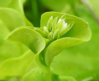 菁芳草的花