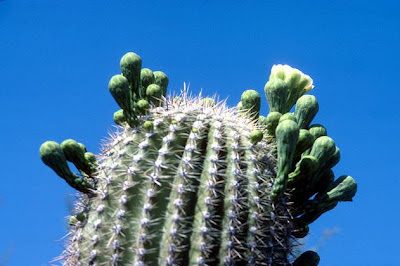 Largest Cactus