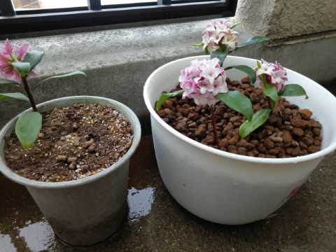 沈丁花の挿し木と新たな苗木 面倒くさがり屋の小さな暮らし