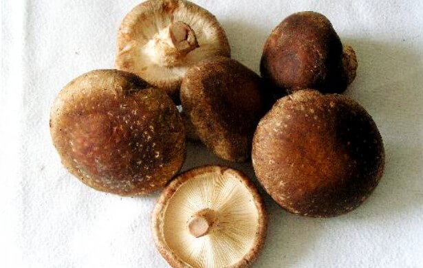 shiitake