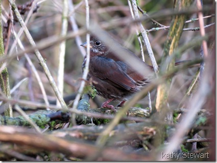 Fox Sparrow in the bush