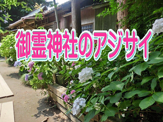  御霊神社のアジサイ