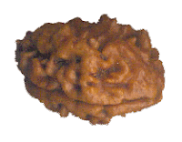 Two Faced Rudraksha Bead