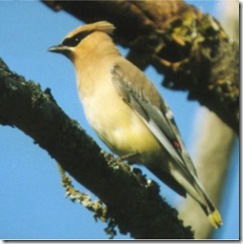 Pidgey