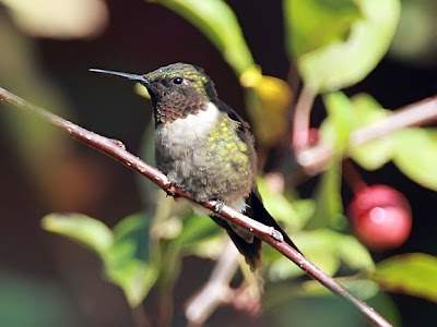 Ruby-throated Hummingbird