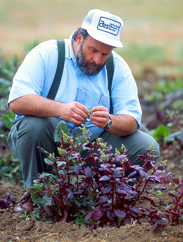 sugar beet  seeds for sale