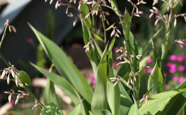 Arthropodium Cirratum Flowers Pictures