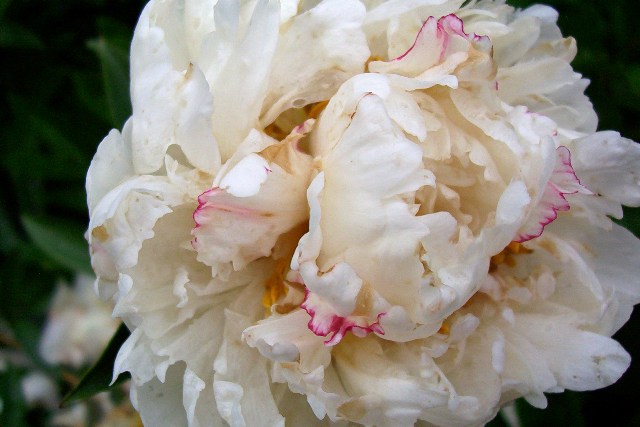 7 different types of flowers Different Types of Peony Flowers | 640 x 427