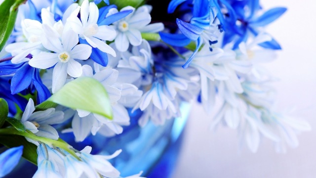 Pictures Of Pretty Blue Flowers