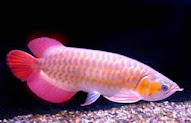 Baru 33 Gambar Meme Lucu Tentang Ikan Gambar Minimalis, Gambar Lucu