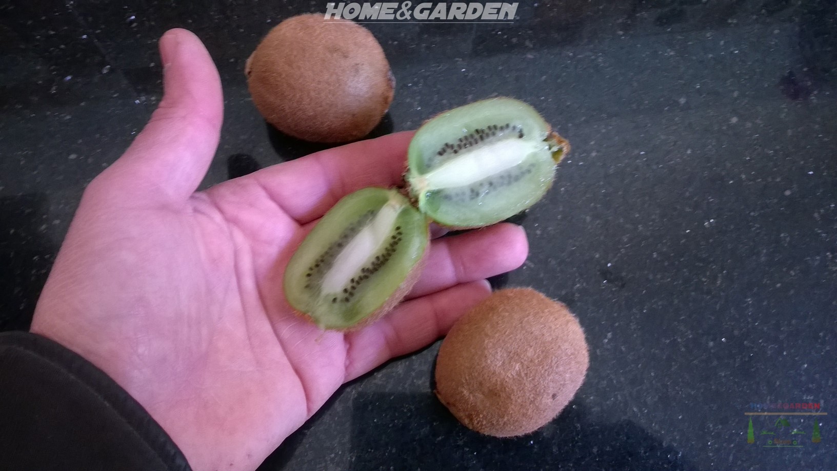 You can grow kiwi fruit from store-bought kiwi and enjoy the process if you have a little patience. Growing kiwi from seed will take between 3 to 5 years before you can take harvest and taste your home-grown kiwi fruit!