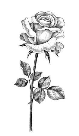 Distintas ideas de Rosas para dibujar