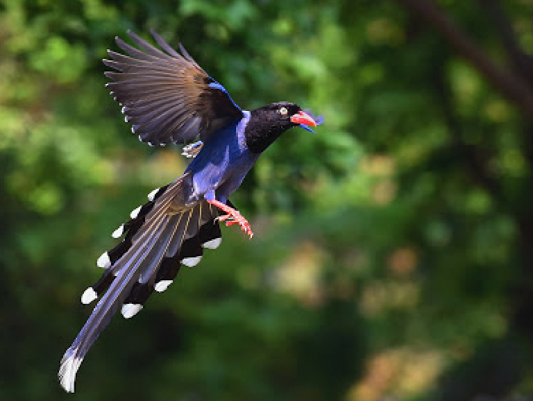 Red-billed Blue Magpie