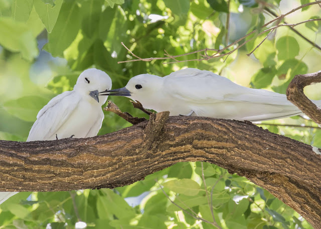 white terns