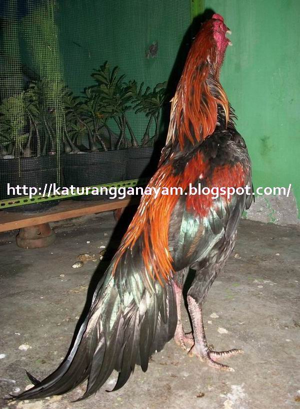 KATURANGGAN AYAM  NAMA NAMA WARNA UTAMA BULU AYAM  ADUAN 