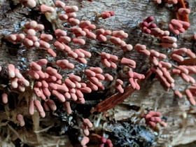 tube slime mold