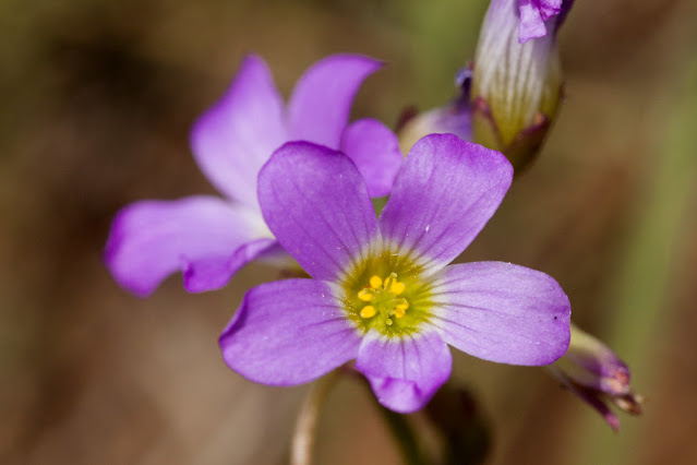 Кислица десятилисточковая (Oxalis decaphylla)