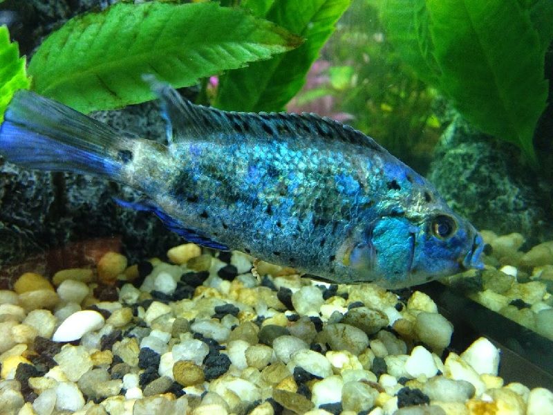 Yakin Ikan Hias Sahabat Sehat Buktikan Dulu Dengan 9 Ciri 